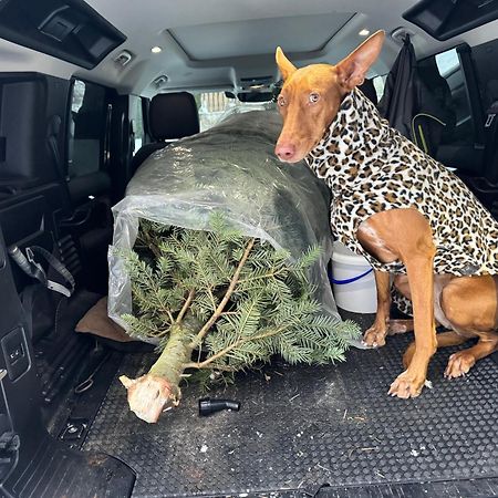 Hundefreundliche Unterkunft Im Muehlviertel In Oberoesterreich Freundorf エクステリア 写真